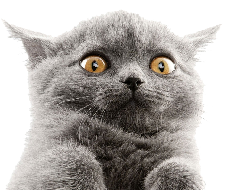 Here is a kitten
